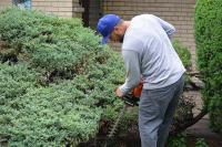 Ortega Greenwood Landscaping - Evergreen Hedging