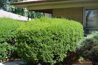 Ortega Greenwood Landscaping - Evergreen Hedging