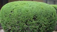 Ortega Greenwood Landscaping - Evergreen Hedging