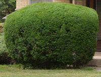 Ortega Greenwood Landscaping - Evergreen Hedging