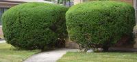 Ortega Greenwood Landscaping - Evergreen Hedging