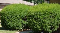 Ortega Greenwood Landscaping - Evergreen Hedging