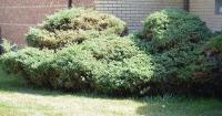 Ortega Greenwood Landscaping - Evergreen Hedging