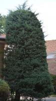 Ortega Greenwood Landscaping - Evergreen Hedging