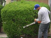 Ortega Greenwood Landscaping - Evergreen Hedging