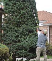 Ortega Greenwood Landscaping - Evergreen Hedging