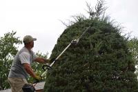 Ortega Greenwood Landscaping - Evergreen Hedging